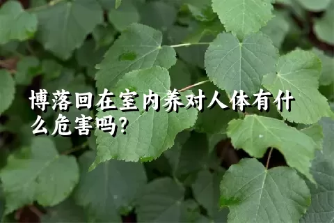 博落回在室内养对人体有什么危害吗？