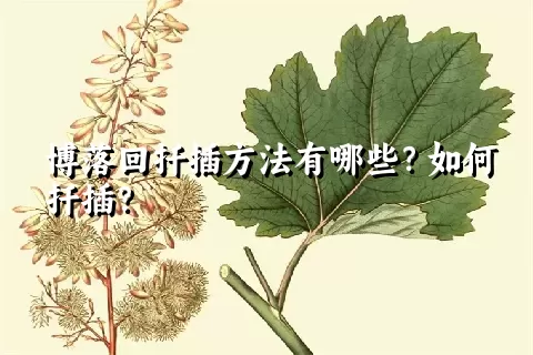 博落回扦插方法有哪些？如何扦插？