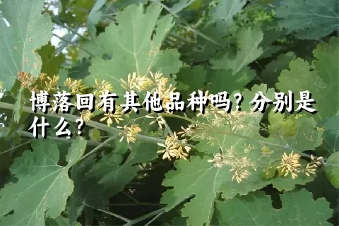 博落回有其他品种吗？分别是什么？