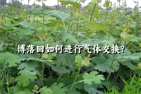 博落回如何进行气体交换？