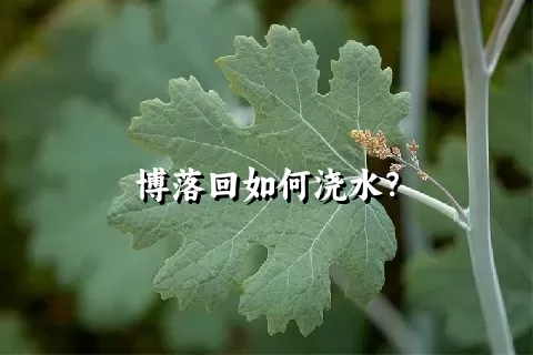 博落回如何浇水？