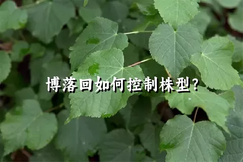 博落回如何控制株型？
