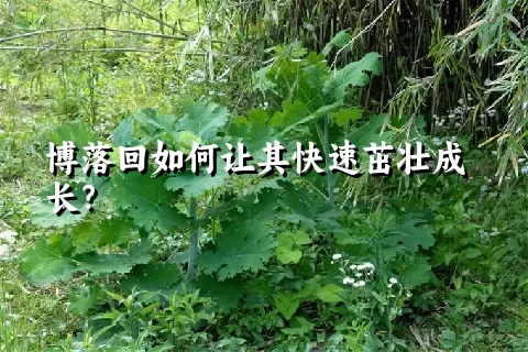 博落回如何让其快速茁壮成长？