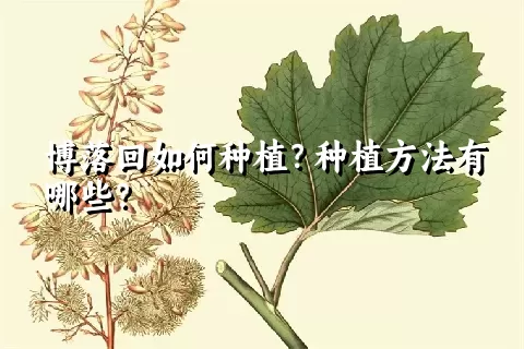 博落回如何种植？种植方法有哪些？