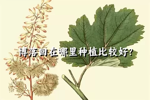 博落回在哪里种植比较好？