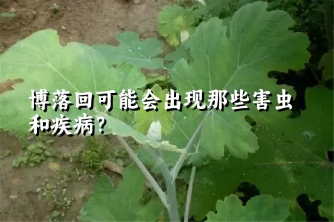 博落回可能会出现那些害虫和疾病？