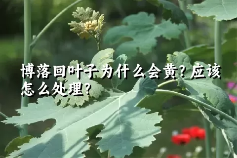 博落回叶子为什么会黄？应该怎么处理？
