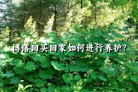 博落回买回家如何进行养护？