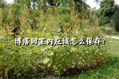 博落回室内应该怎么保存？