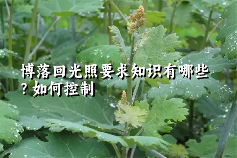 博落回光照要求知识有哪些？如何控制
