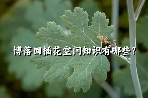 博落回插花空间知识有哪些？