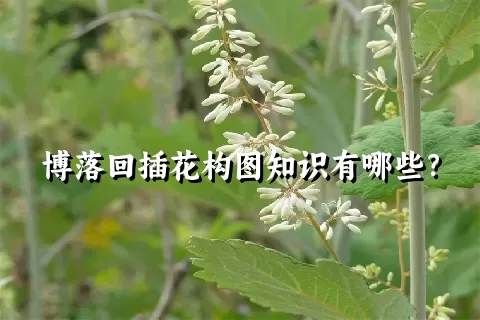 博落回插花构图知识有哪些？