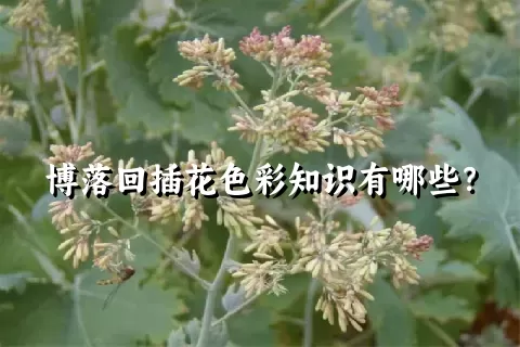 博落回插花色彩知识有哪些？