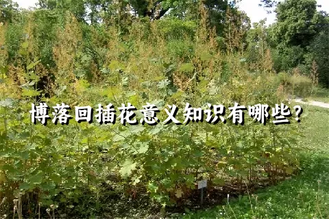 博落回插花意义知识有哪些？