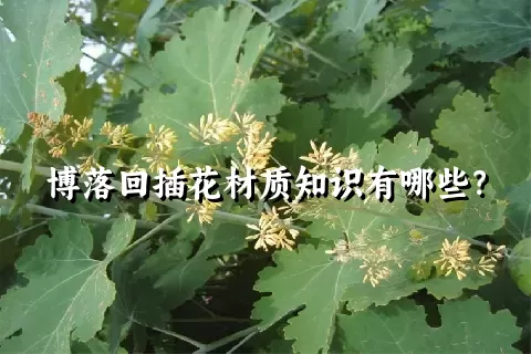 博落回插花材质知识有哪些？