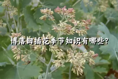 博落回插花季节知识有哪些？