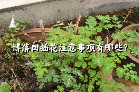 博落回插花注意事项有哪些？