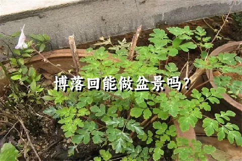 博落回能做盆景吗？