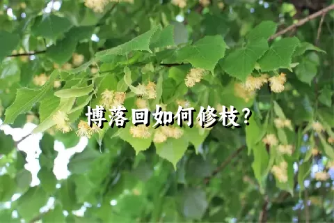 博落回如何修枝？