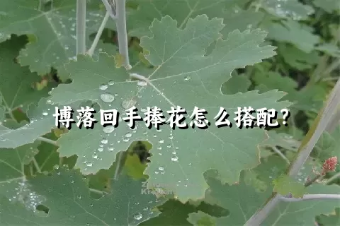 博落回手捧花怎么搭配？