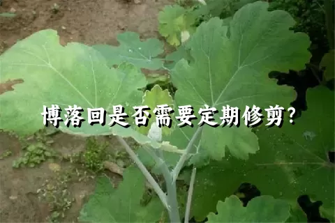 博落回是否需要定期修剪？