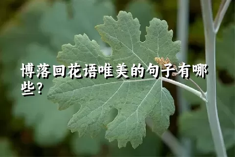 博落回花语唯美的句子有哪些？