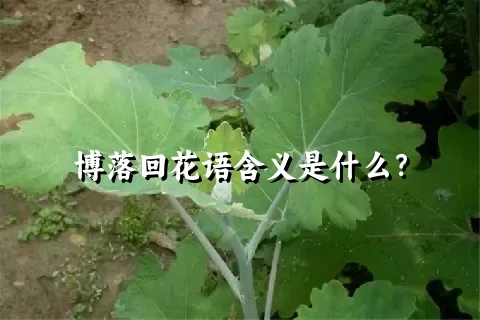 博落回花语含义是什么？