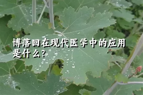 博落回在现代医学中的应用是什么？