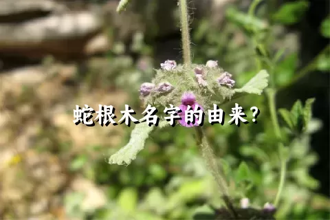 蛇根木名字的由来？