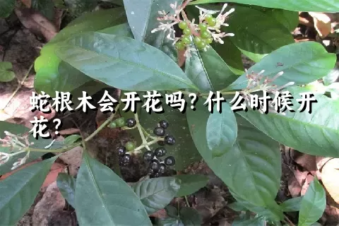 蛇根木会开花吗？什么时候开花？