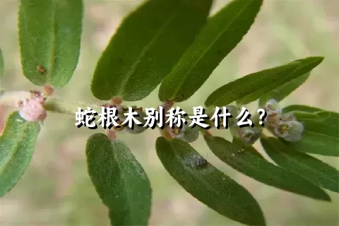 蛇根木别称是什么？