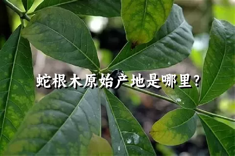 蛇根木原始产地是哪里？