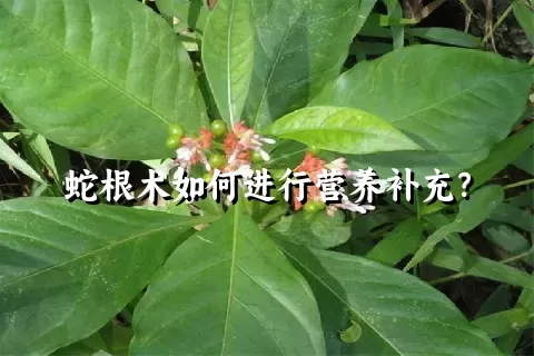 蛇根木如何进行营养补充？