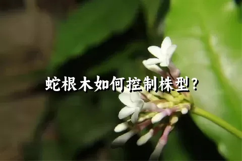 蛇根木如何控制株型？