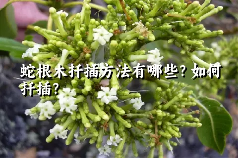 蛇根木扦插方法有哪些？如何扦插？