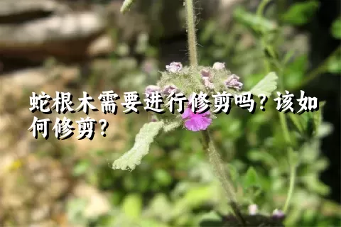 蛇根木需要进行修剪吗？该如何修剪？