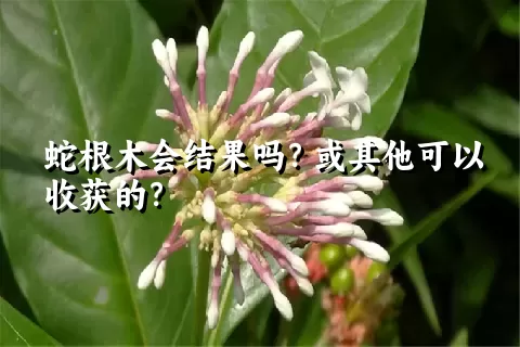 蛇根木会结果吗？或其他可以收获的？