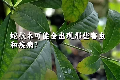 蛇根木可能会出现那些害虫和疾病？
