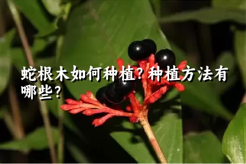 蛇根木如何种植？种植方法有哪些？