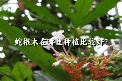 蛇根木在哪里种植比较好？
