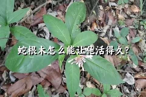 蛇根木怎么能让他活得久？