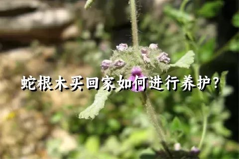 蛇根木买回家如何进行养护？