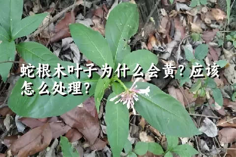 蛇根木叶子为什么会黄？应该怎么处理？