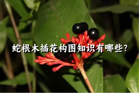蛇根木插花构图知识有哪些？