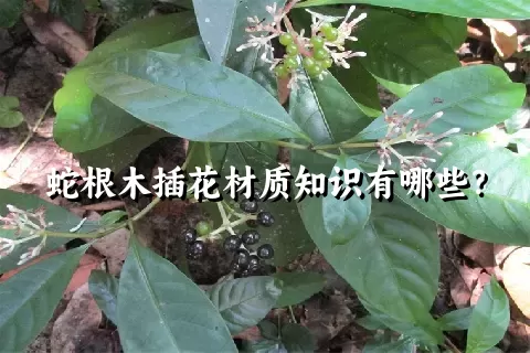 蛇根木插花材质知识有哪些？