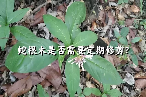 蛇根木是否需要定期修剪？