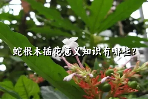 蛇根木插花意义知识有哪些？