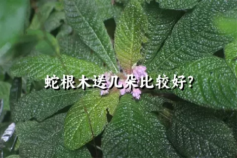 蛇根木送几朵比较好？