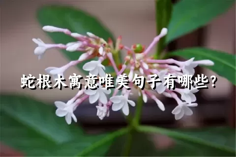 蛇根木寓意唯美句子有哪些？