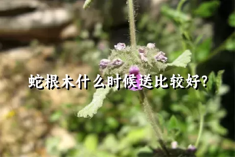 蛇根木什么时候送比较好？